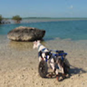 Meet your Posher, Tara